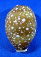 Lyncina vitellus dama